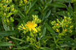 Bushy St. Johnswort